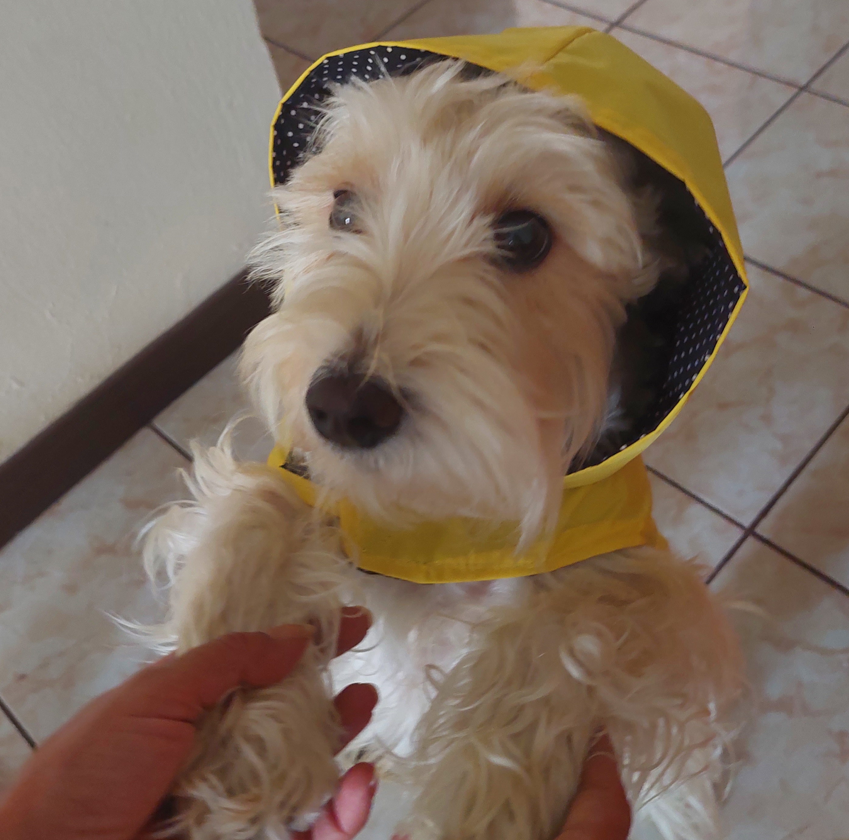 Capas para la lluvia - Image 2